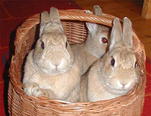 Basket%20bunnies.jpg