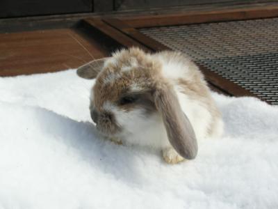 bunny fluffy