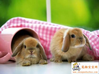 Previous Bunnies of the Week